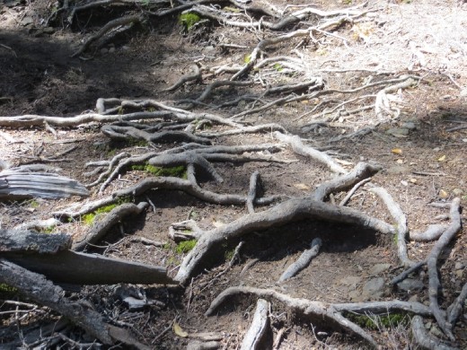 Tree roots everywhere