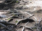 Tree roots everywhere: by johnsteel, Views[487]
