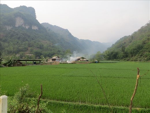 Rice paddy in a peaceful valley