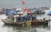 Fishing group Cat Ba: by johnsteel, Views[247]