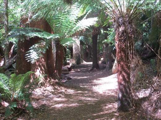 Walk to Liffey Falls