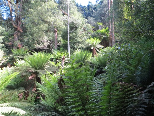 Tree Ferns, Liffey Falls