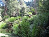 Tree Ferns, Liffey Falls: by johnsteel, Views[500]