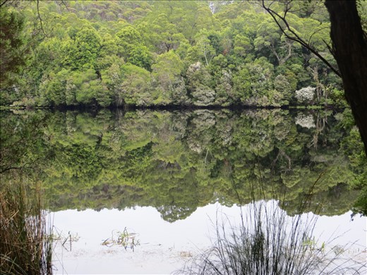 Reflections, Pieman River
