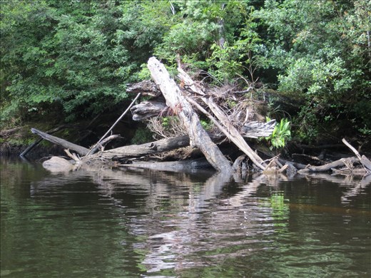 Obstacle course on the Whyte River