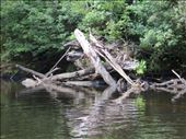 Obstacle course on the Whyte River: by johnsteel, Views[384]