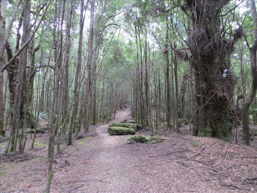 Track to Mt. Donaldson