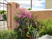 Garden in Evandale: by johnsteel, Views[521]
