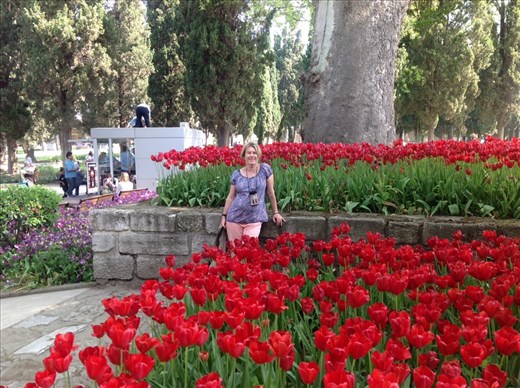 Tulips in Istanbul