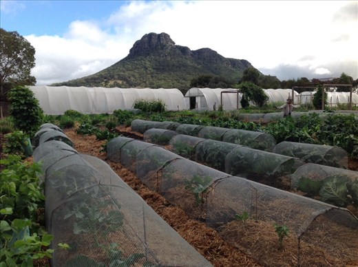 Garden for the Royal Mail restaurant. Mt Sturgeon in background. 