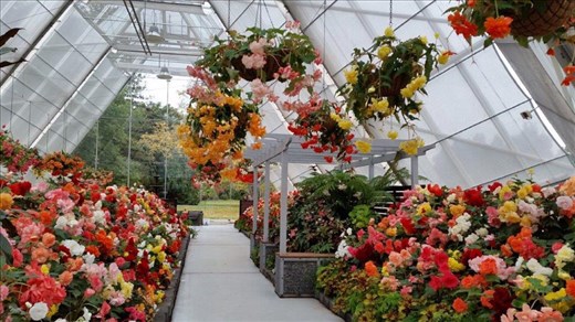 Begonias in park in Ballarat.