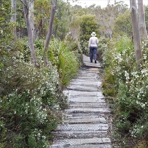 Track to Hartz Mountain