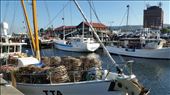 Fishing boats, Constitution Dock, Hobart: by johnsteel, Views[535]