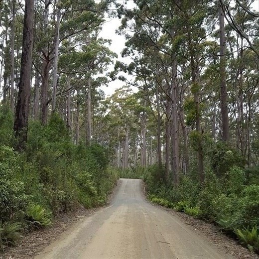Road to Fortesue Bay (Cape Hauy)
