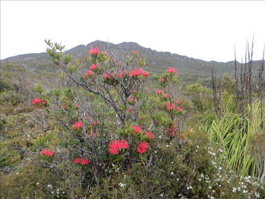 Tasmanian waratah