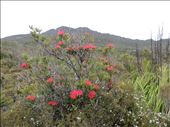 Tasmanian waratah: by johnsteel, Views[363]