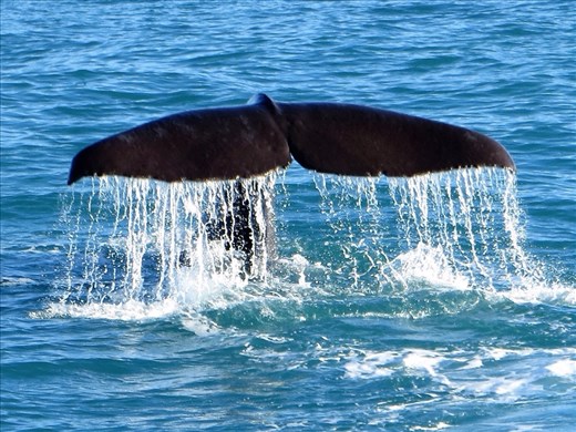 Whale breaching Kaikoura