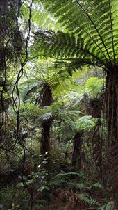 Hokitika Gorge: by johnsteel, Views[377]