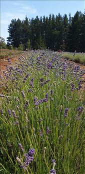 Lavender Farm: by johnsteel, Views[247]