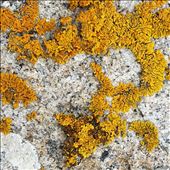 Lichen on rocks Binalong Bay: by johnsteel, Views[380]
