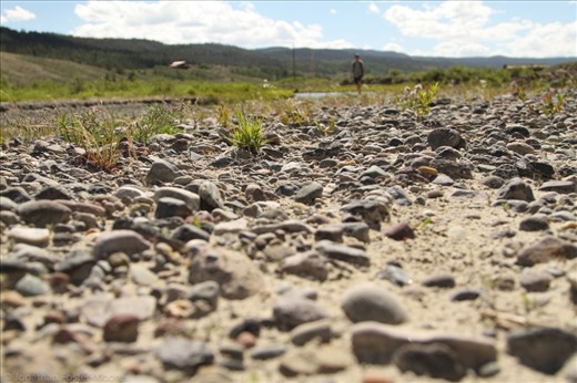 Wyoming can be an extremely dry place, but where there are rivers small vegetation manages to poke through the sandy soil.