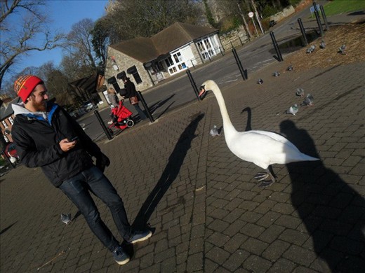 swan... or goose? swan