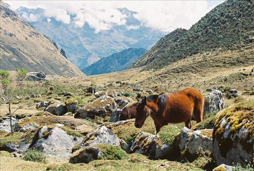 Wild horses in the Andies. 