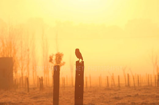 For a gallant spirt there can never be defeat 