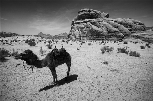 A Bedouin camel rests in the midday sun in the Wadi Rum desert, Jordan. The desert is famed for being location where T.E. Lawrence staged the Arab revolt from in the early 20th century. The Bedouin community still live in the desert, resisting the trappings of the Western world. Using techniques that have been passed down for generations, the Bedouin continue to live off the land much like their ancestors did. 