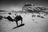A Bedouin camel rests in the midday sun in the Wadi Rum desert, Jordan. The desert is famed for being location where T.E. Lawrence staged the Arab revolt from in the early 20th century. The Bedouin community still live in the desert, resisting the trappings of the Western world. Using techniques that have been passed down for generations, the Bedouin continue to live off the land much like their ancestors did. : by jonny_whiting, Views[1167]