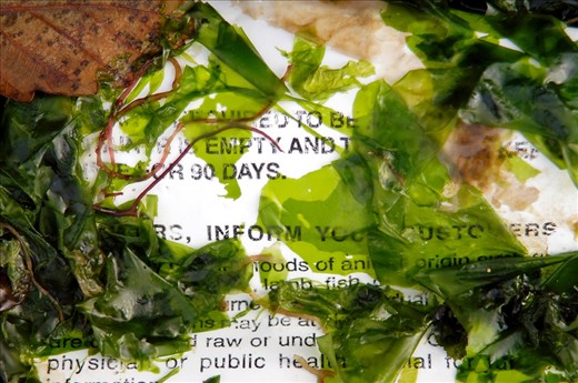 Saltwater and seaweed begin the work of degrading and decomposing a paper flyer washed up on Joemma Beach. The flyer warns of dangers associated with consuming raw or undercooked shellfish.