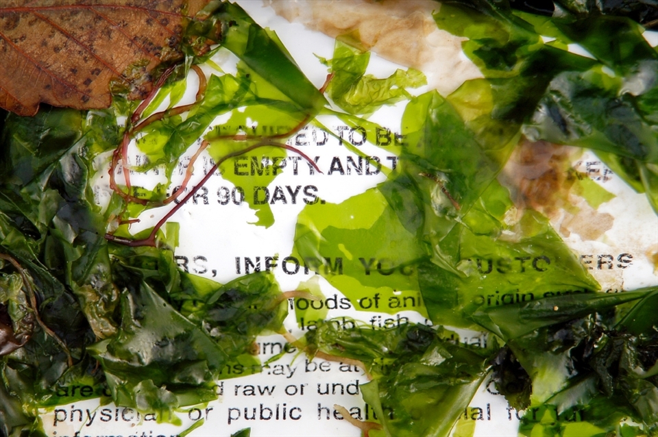Saltwater and seaweed begin the work of degrading and decomposing a paper flyer washed up on Joemma Beach. The flyer warns of dangers associated with consuming raw or undercooked shellfish.