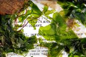 Saltwater and seaweed begin the work of degrading and decomposing a paper flyer washed up on Joemma Beach. The flyer warns of dangers associated with consuming raw or undercooked shellfish.: by jonsmith, Views[323]