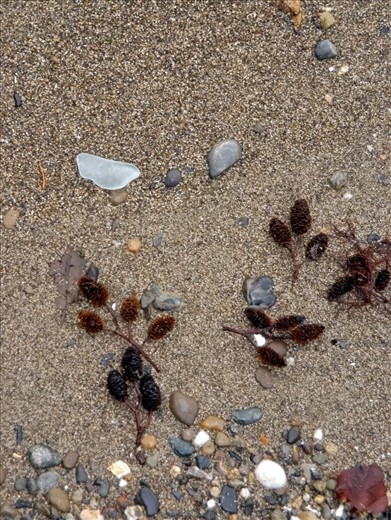 A piece of glass from a long-ago broken bottle is washed smooth by the sea. In time this fragment made from silica will erode to pieces no larger than the grains of sand on which it rests. 


