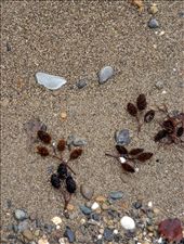 A piece of glass from a long-ago broken bottle is washed smooth by the sea. In time this fragment made from silica will erode to pieces no larger than the grains of sand on which it rests. 

: by jonsmith, Views[349]