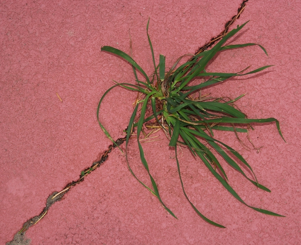 Weather exploits weakness in concrete to create cracks. Opportunistic plants invade and continue the work of reducing pavement to rubble.


