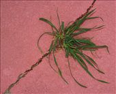 Weather exploits weakness in concrete to create cracks. Opportunistic plants invade and continue the work of reducing pavement to rubble.

: by jonsmith, Views[834]