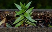 New plant life sprouts among decomposing madrona leaves and douglas fir needles which fill the neglected rain gutter of a Key Peninsula home. Left undisturbed, plant life will flourish, colonize the roof, and eventually cover the entire house. 

: by jonsmith, Views[578]