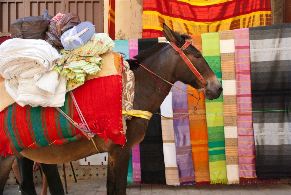 SMELL:  In the labyrinthine medina of Fez, a loaded mule prepares to wind its way through the maze of narrow streets and alleyways.  A world in which automobiles have no access, travellers on their feet often find themselves greeted by the scents of the meandering animals, the myriad of spices, and unforgettably, the acrid smells in the tanneries that never fail to surprise the olfactory senses.