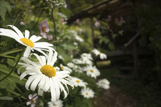 Outside Grandma's cabin; a home that has flip flopped between a float house and a cabin several times over 4 generations. In this humble man's opinion it is also the only haunted lodgings at SCFS.