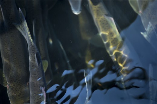 Fruits of their labour rewarded; salmon return to the great bear rainforest, heading up steam to spawn a new generation.