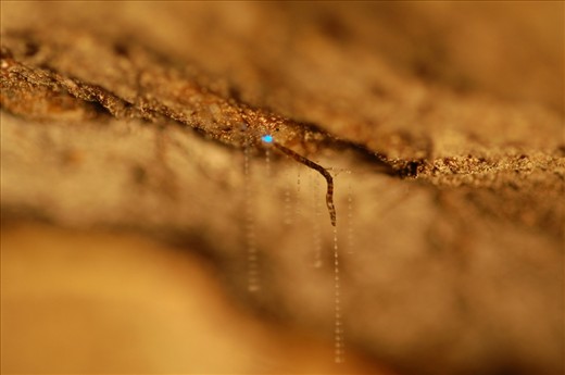 Beauty can be found in the smallest and darkest places. This glow worm uses a chemical reaction in its hind body to emit a blue light to attract prey insects. I found this glow worm, and many others, during a night hike through the New Zealand bush. By using a long expore to capture the glow and using a simple hand torch to fill in the darkness I captured both the animal and its glowing body.