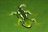 While doing a survey on gecko's in the New Zealand bush we found this baby green gecko. We put it on a note board to take some basic measurements when I snapped this photo. Its colours work perfectly on the green note board.: by jordi, Views[1567]