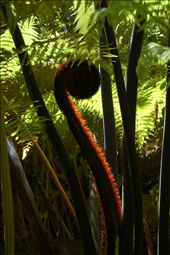 The Koru (fern) is New Zealand's national symbol and stands for new life, growth, peace and strength. During a hike through the beautiful Marlborough Sounds I came across this unfurrled fern being beautifully backlit by the sun. For me this photo captures and symbolizes all my adventures in this amazing country.: by jordi, Views[1216]
