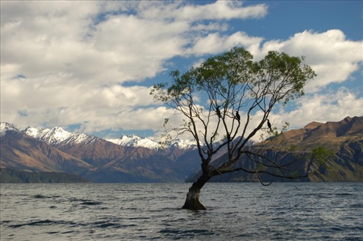 Lake Wanaka on New Zealand's South island is a place that shows how everything in nature is connected. The run-off water from alpine mountains collects in the lakes, which feed more rivers and streams to send nutrients down from the top (the mountains), throught the forests, and down to the bottom (the ocean). Here a lonely tree and hang-out for some cormorants stands proud with a mountain back-drop.
