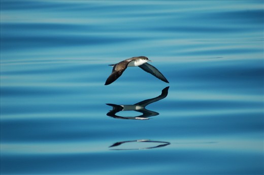 On an expedition to record dolphin calls for the study of dolphin communication near boats, this Sooty shearwater flew by. Though all around me many dolphins and whales where showing off their spectacular jumps, I couldn't help but notice how beautifully this bird's reflection danced in the wavy water.