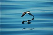 On an expedition to record dolphin calls for the study of dolphin communication near boats, this Sooty shearwater flew by. Though all around me many dolphins and whales where showing off their spectacular jumps, I couldn't help but notice how beautifully this bird's reflection danced in the wavy water.: by jordi, Views[729]