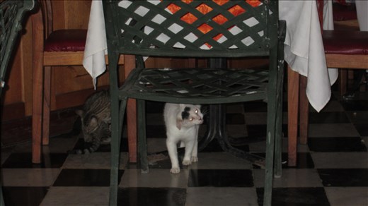Cuban kitty cats in our restaurant