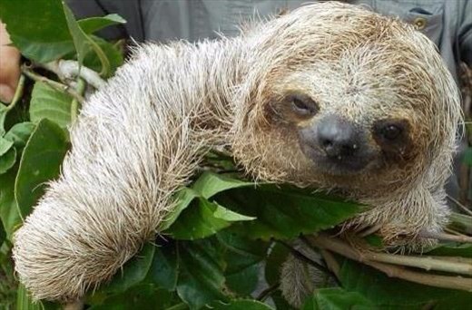 Lazy sloth. He looks sharp and prickly to touch but he's actually super soft and lots of bugs come out of his fur.