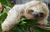 Lazy sloth. He looks sharp and prickly to touch but he's actually super soft and lots of bugs come out of his fur.: by jorjejuanita, Views[372]